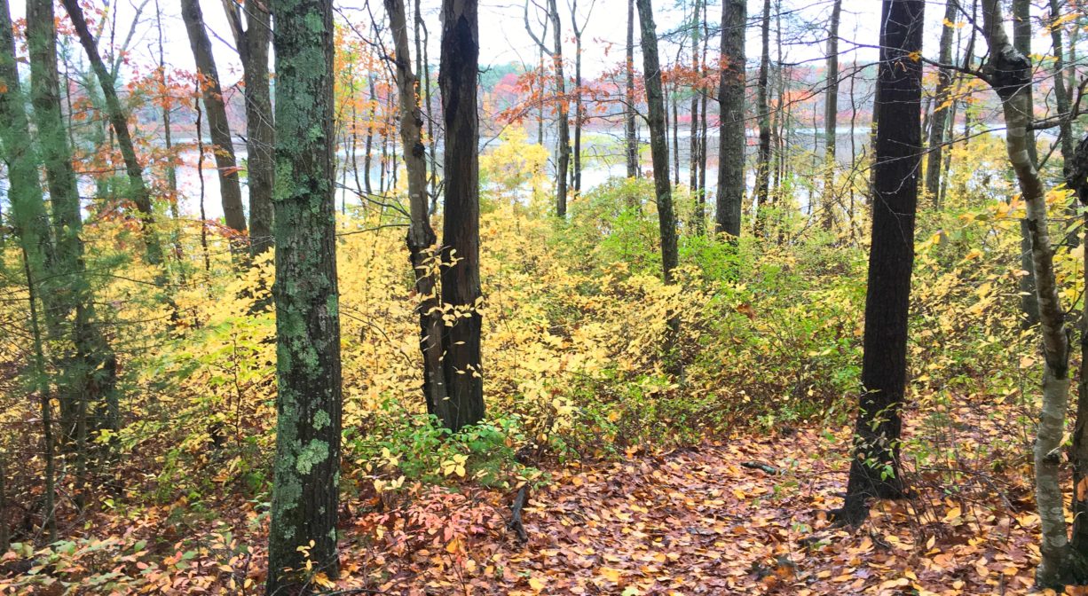 A photograph of a colorful forest with a pond in the background.