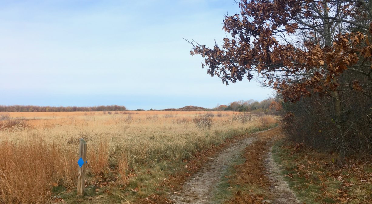 A wide dirt trail through a golden meadow with a blue blaze on one side and some trees on the other.