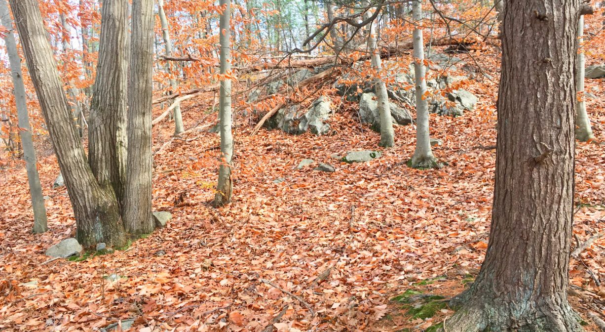 A trail through a forest with autumn leaves and rocky outcroppings.