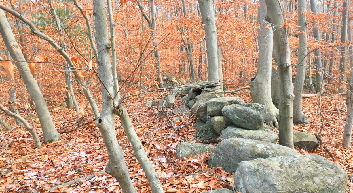 A photograph of an old stone wall with beech trees and autumn leaves.