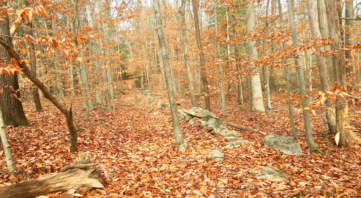 A photograph of a rocky outcropping and autumn leaves in a forest setting.