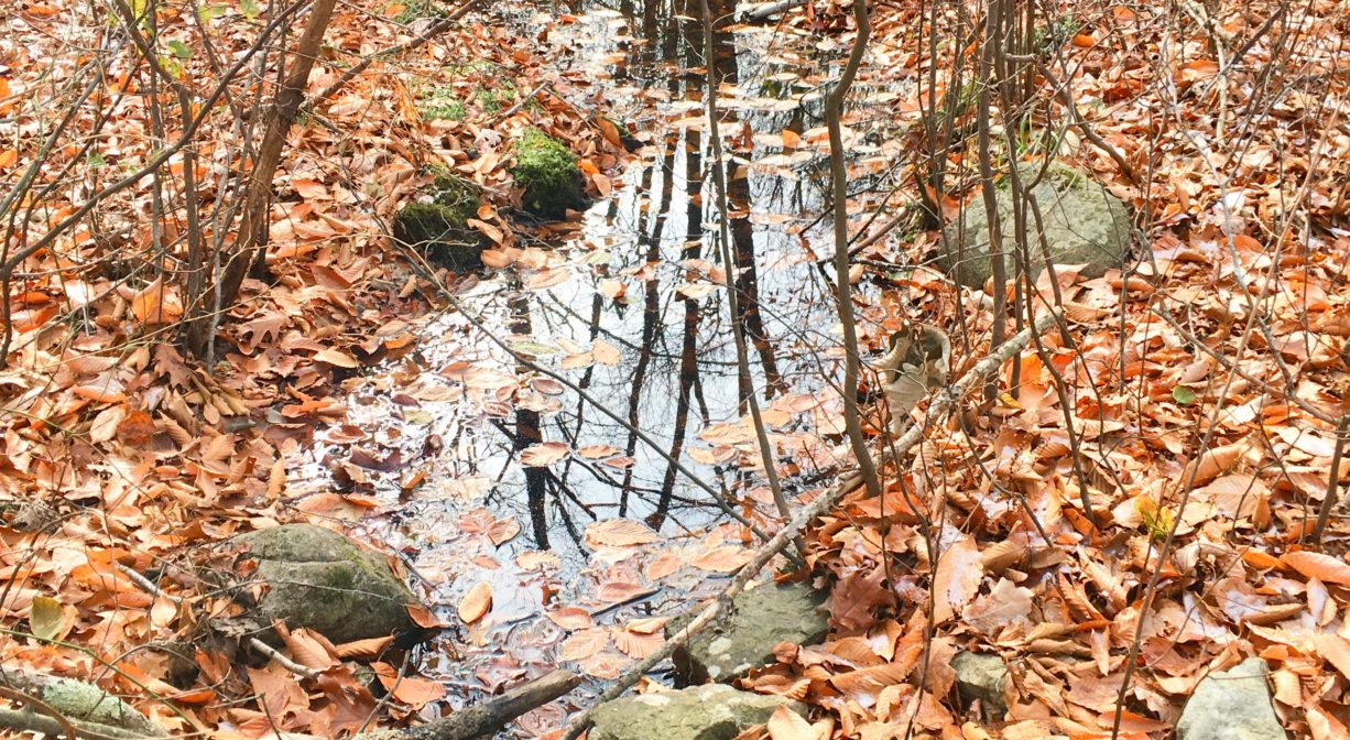 A photograph of a small stream with rocks and fall foliage.