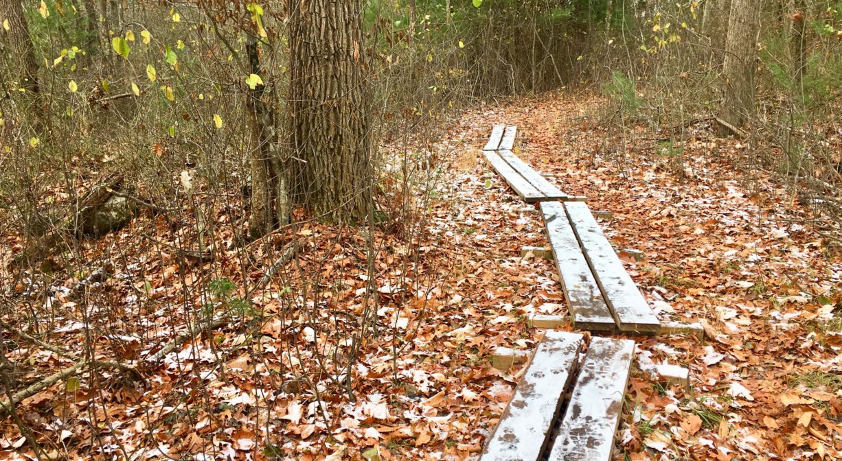 A photograph of a plan boardwalk extending through a forest with fall foliage.