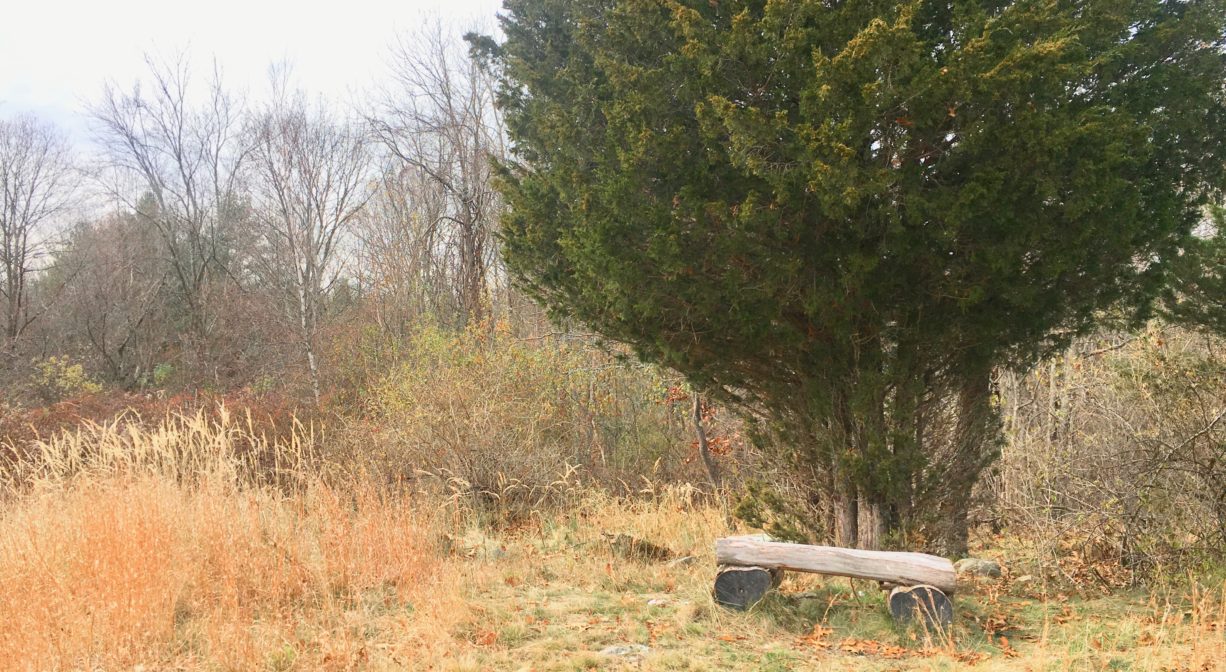 A photograph of a bench under a cedar tree, in a grassy area in the autumn.