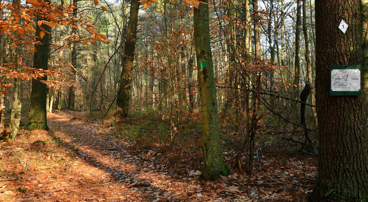 A trail through a forest with fall foliage.