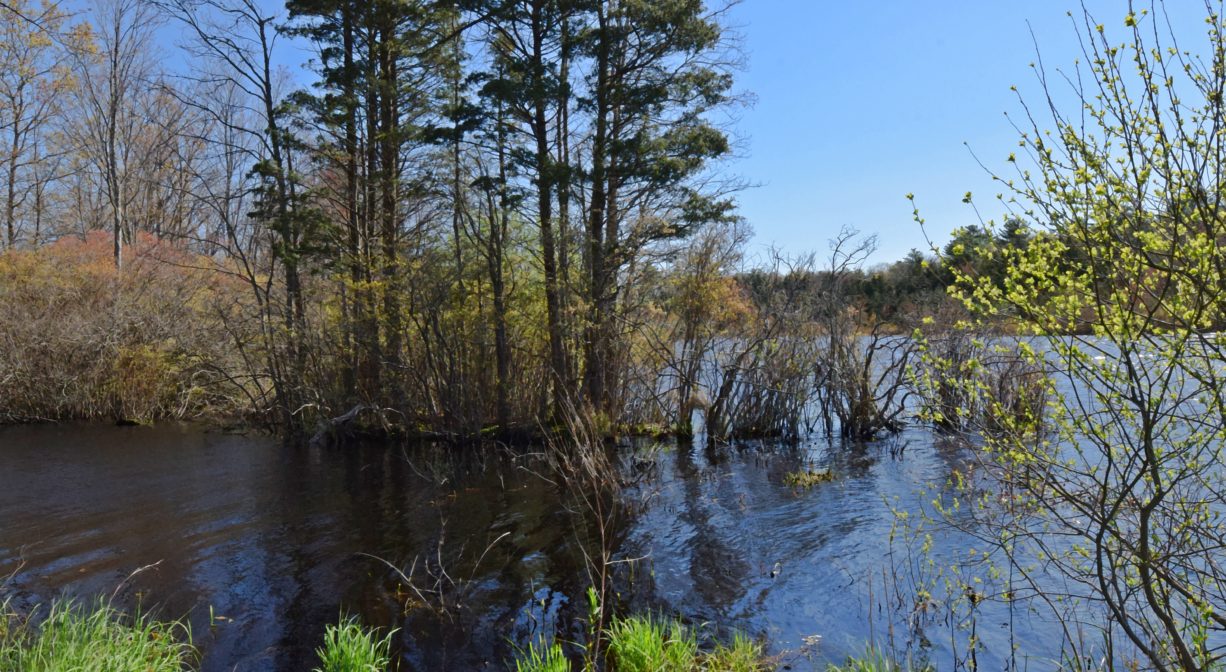 A photograph of a large pond with trees and vegetation.