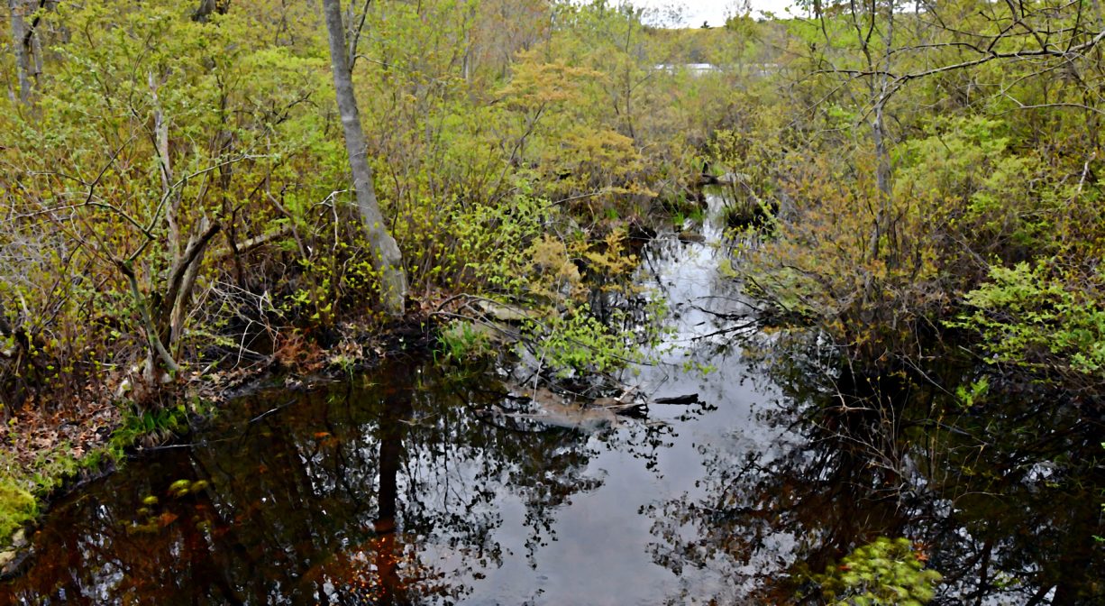 A photograph of a stream through a forested wetland.
