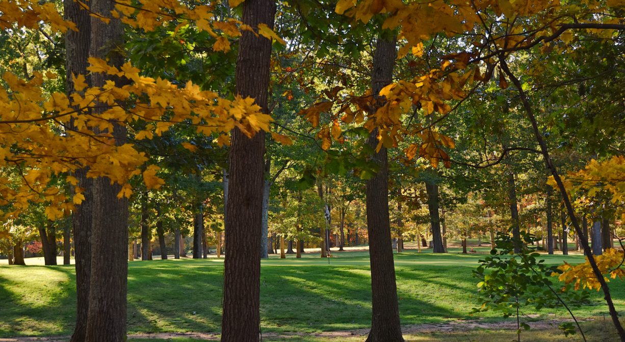 Photograph of grassy are with autumn leaves