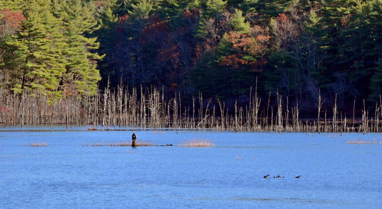 A photograph of a bird on a pond with trees in the background.