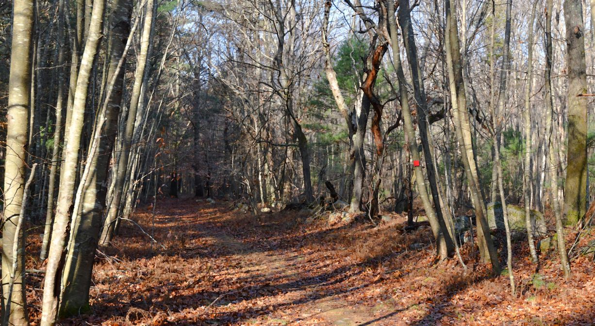 A photograph of a trail through a forest with bare trees.