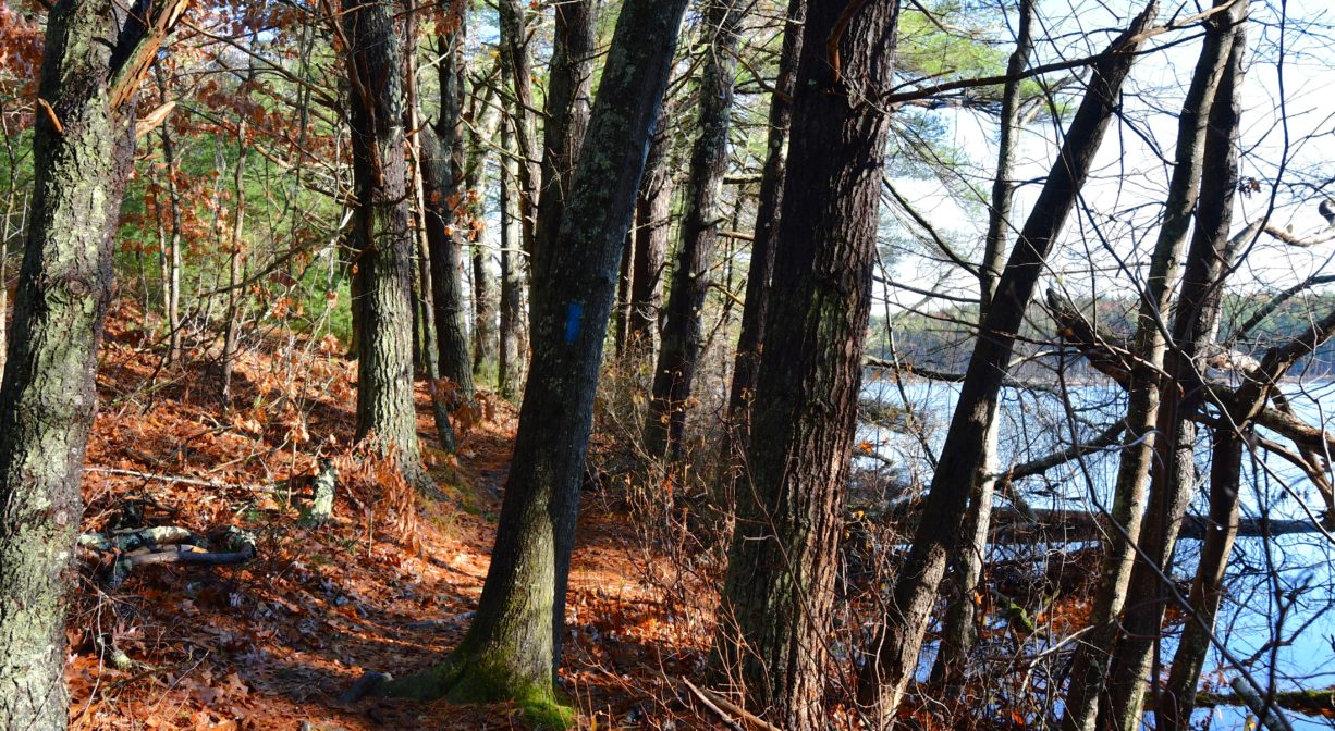 A photograph of a forest trail alongside a pond.