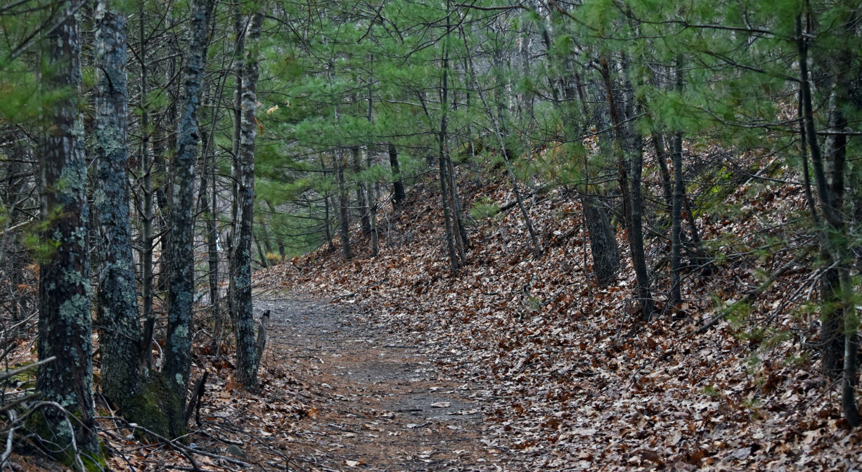 A photograph of a trail through a wooded area.