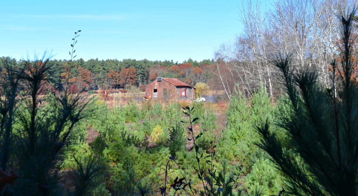 A photograph of a cranberry bog viewed through young pine trees.