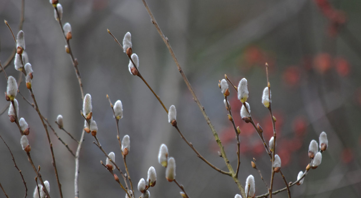 A photograph of pussy willows.