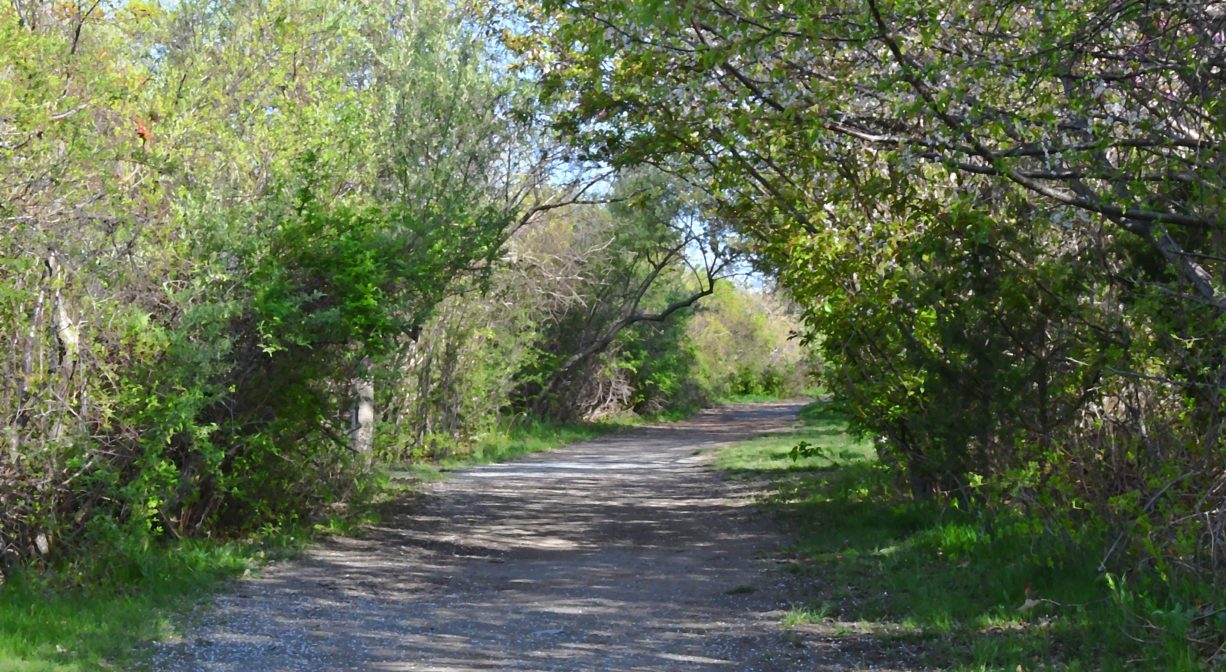 A photograph of a gravel trail through a light woodland, with grass.
