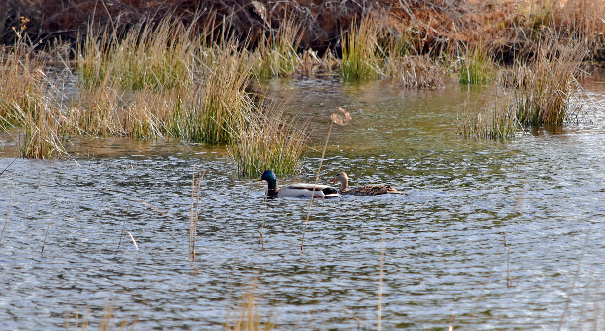 A photograph of ducks swimming in a pond.