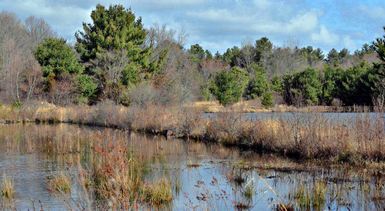 A photograph of a pond with trees and grasses.