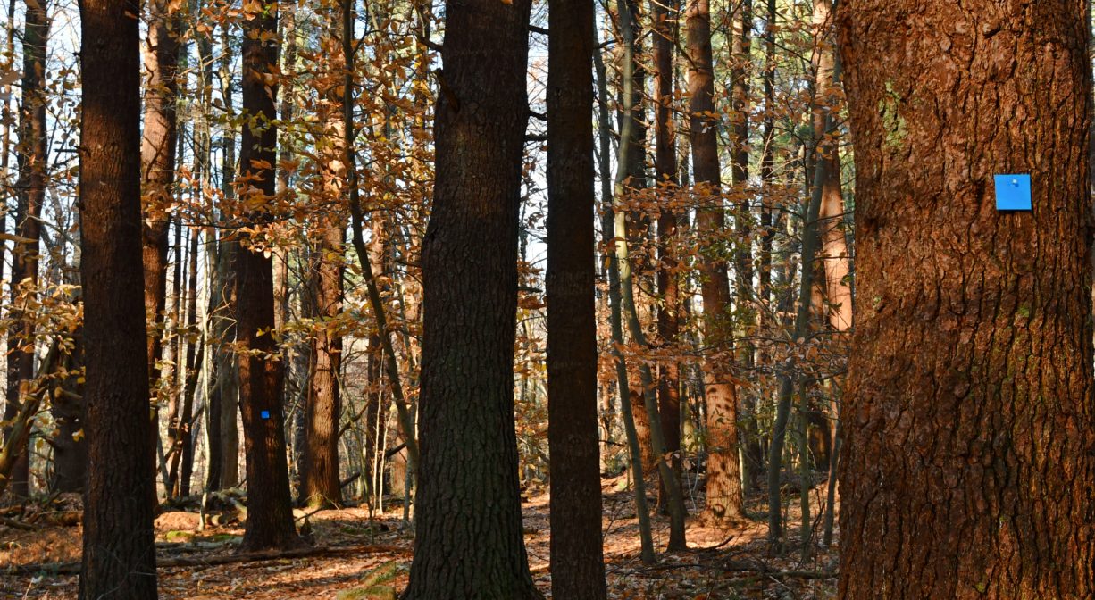 A photograph of a pine tree with a blue blaze at the edge of a trail, with fall foliage.