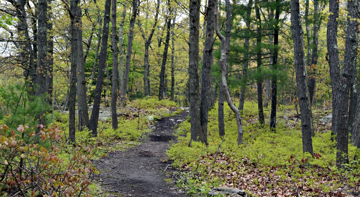 A photograph of a woodland trail.