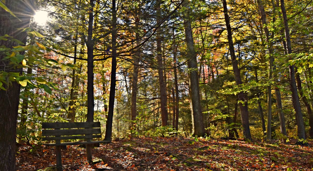 A photograph of a bench beside a trail in a sunny forest.