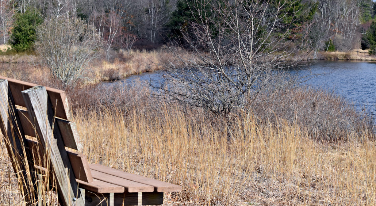 A photograph of bench overlooking a pond, with trees and grasses.