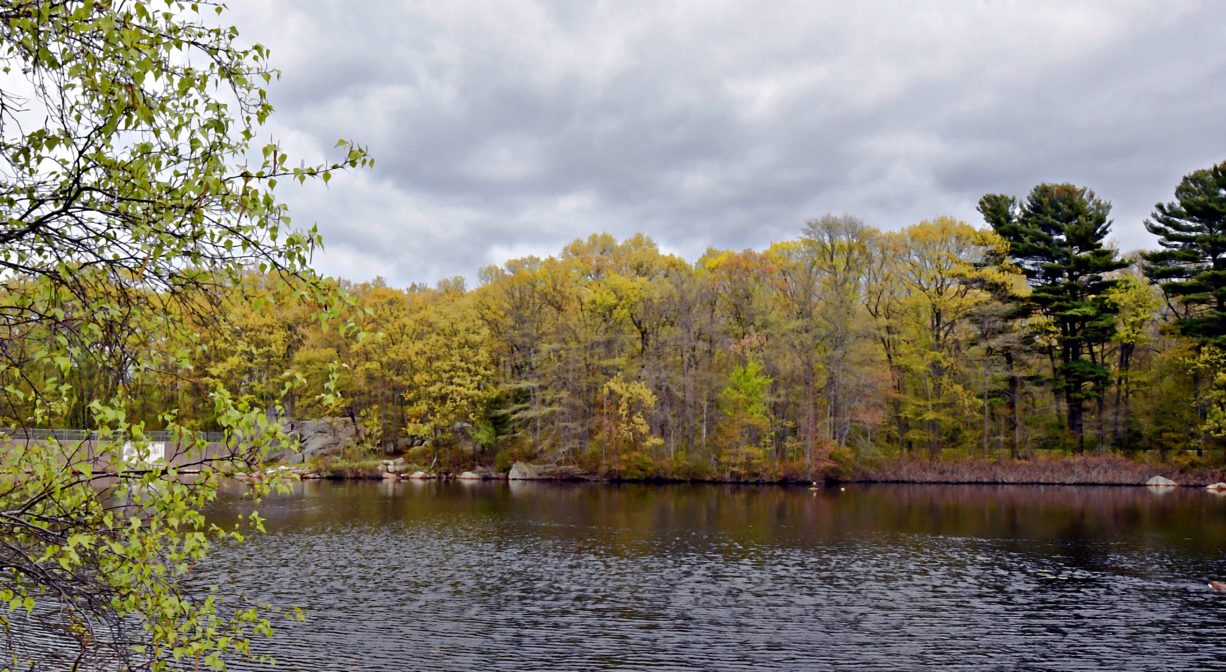 A photograph of a pond with trees in the background.