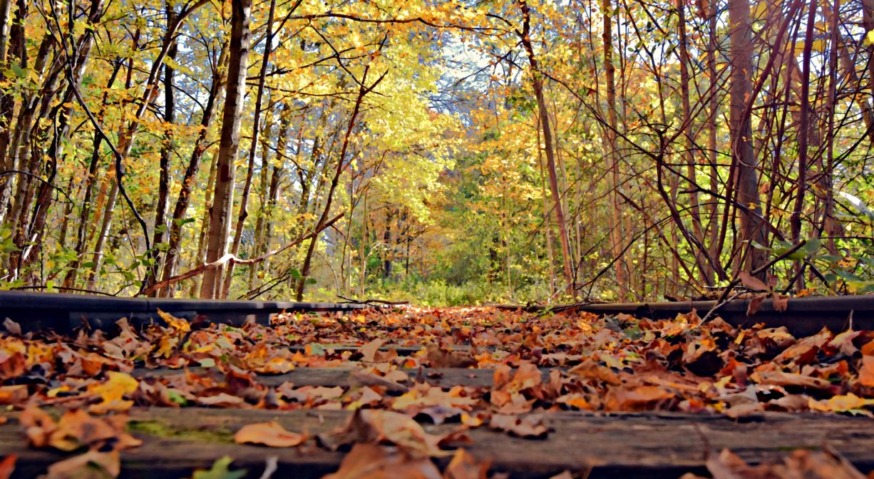 Close-up photograph of autumn leaves, railroad tracks and sunny woodlands.