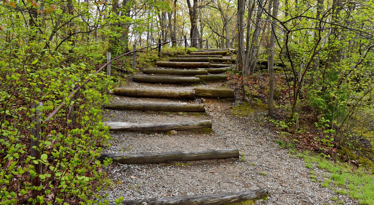A photograph of rough steps leading uphill in a woodland.