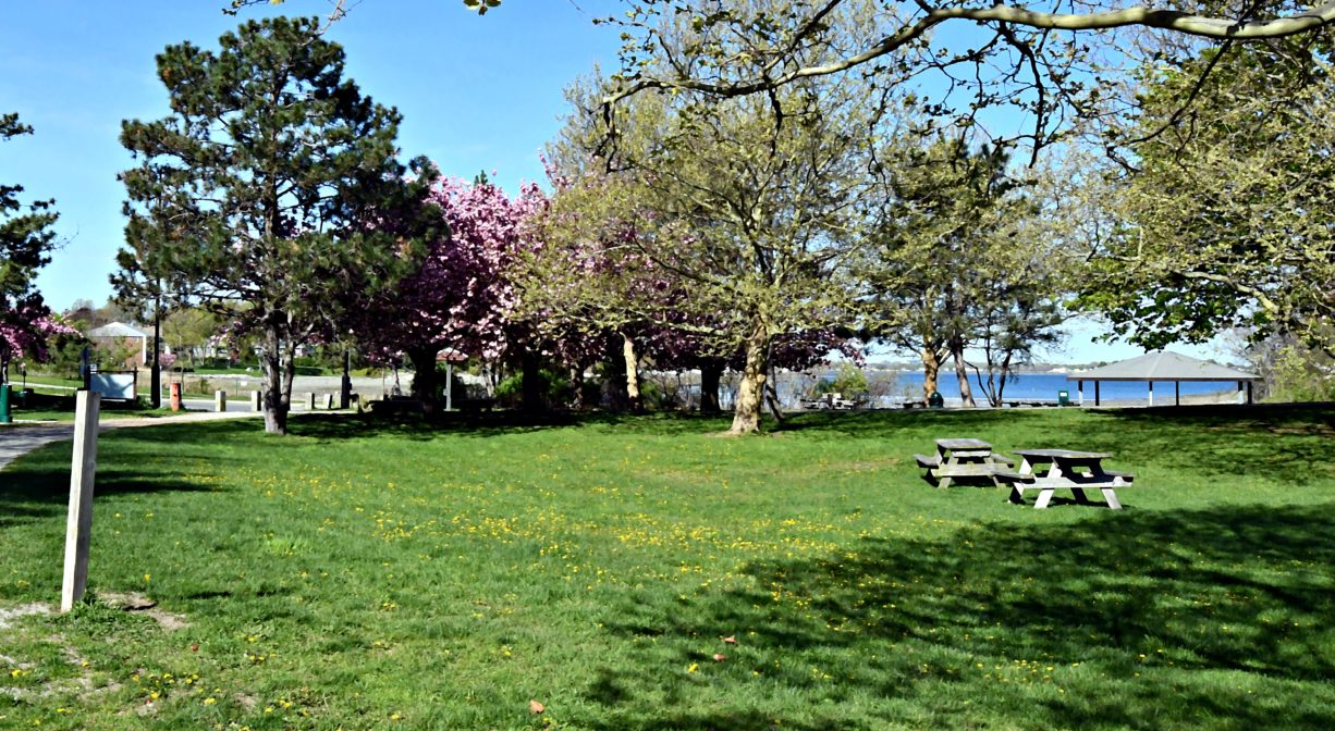 A photograph of a grassy park with ornamental trees and two picnic tables.