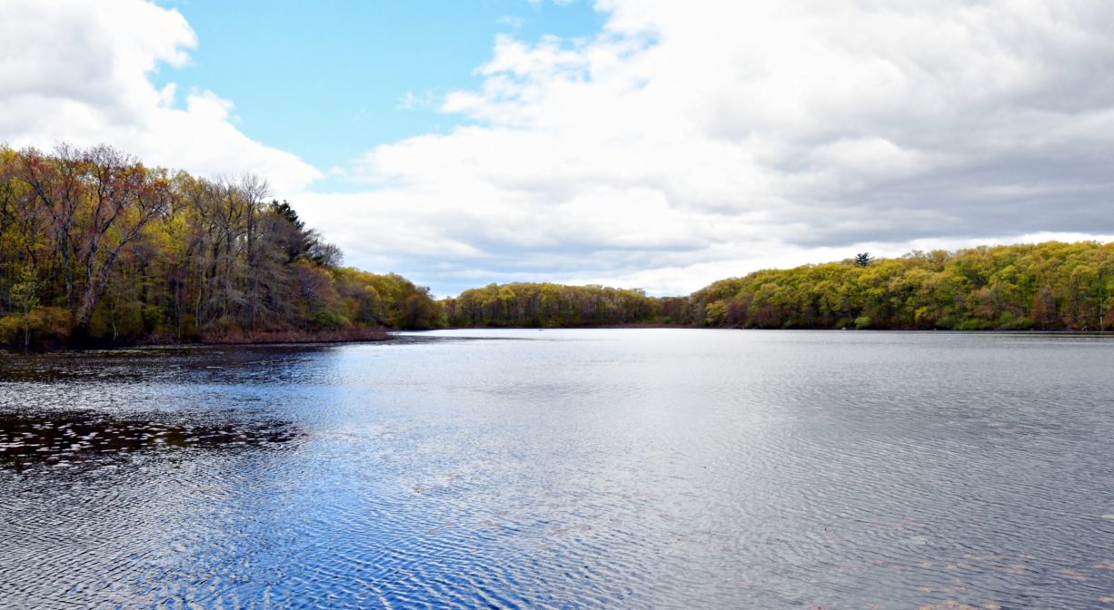 A photograph of a pond with trees in the background.