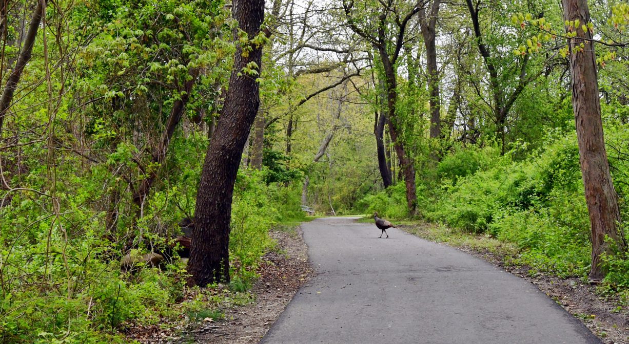 A photograph of a paved trail through a woodland with a bird crossing the trail.