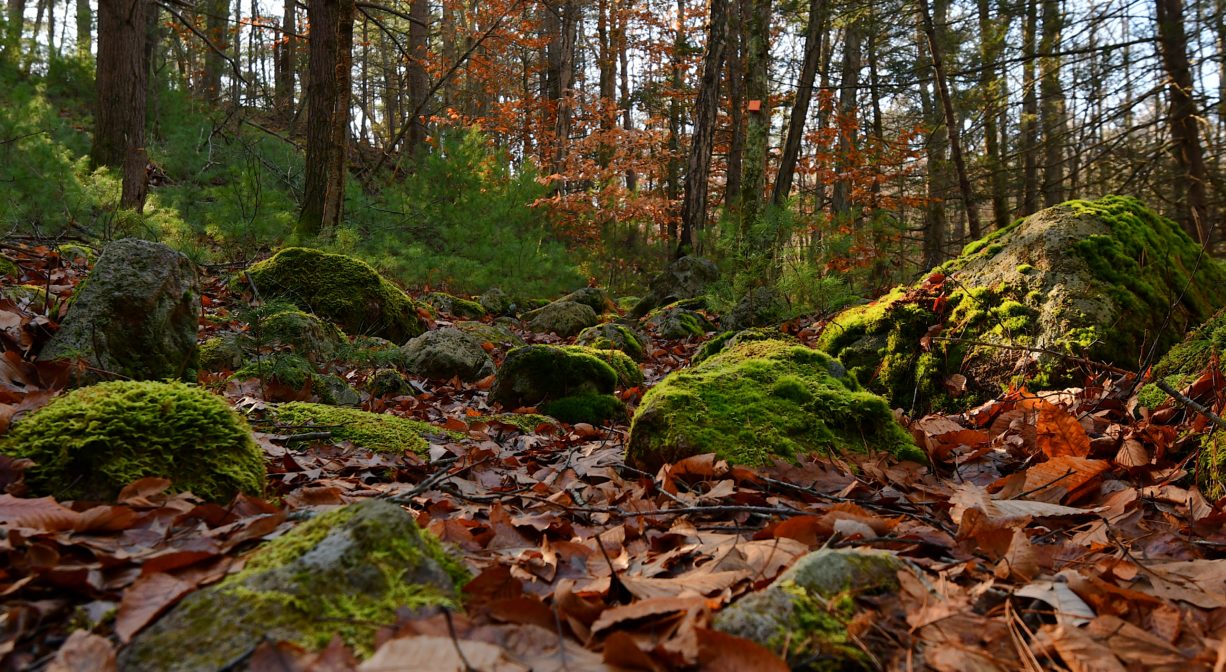 A photograph of some moss-covered boulders in a forest setting with fall foliage.