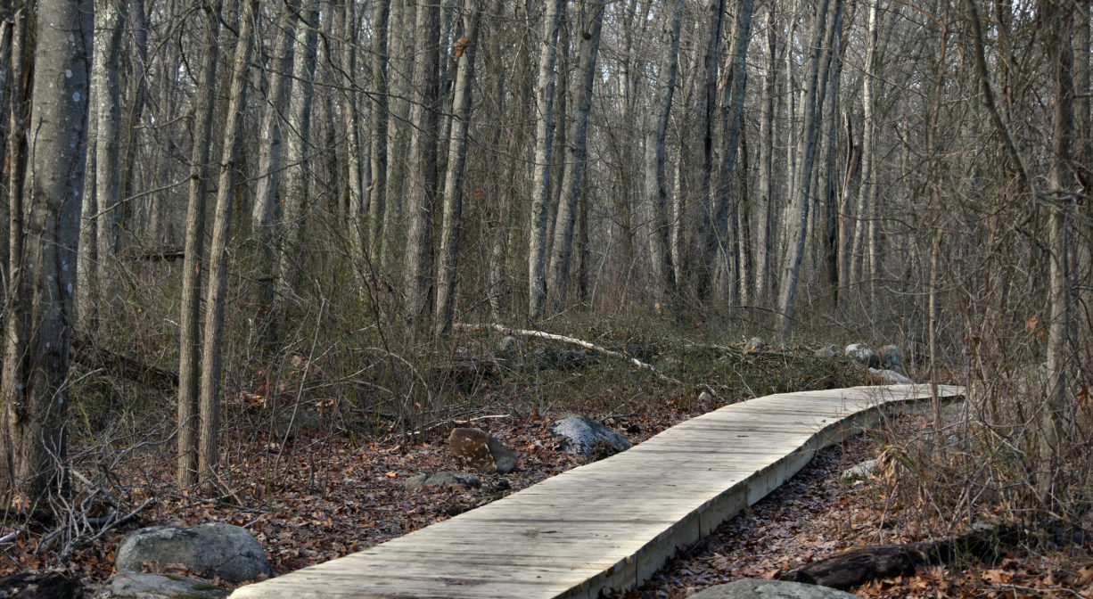 A photograph of a boardwalk through a wooded area.