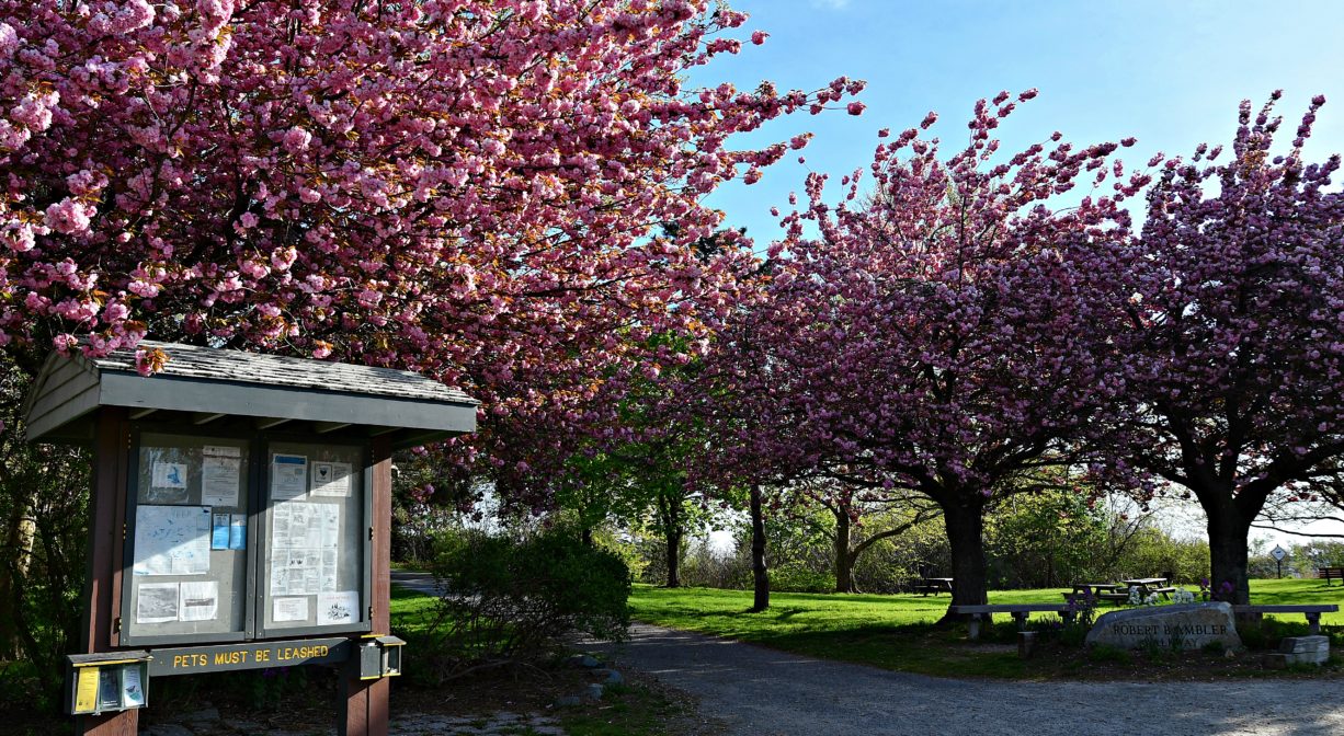 A photograph of an informational kiosk with flowering trees and grass behind it.