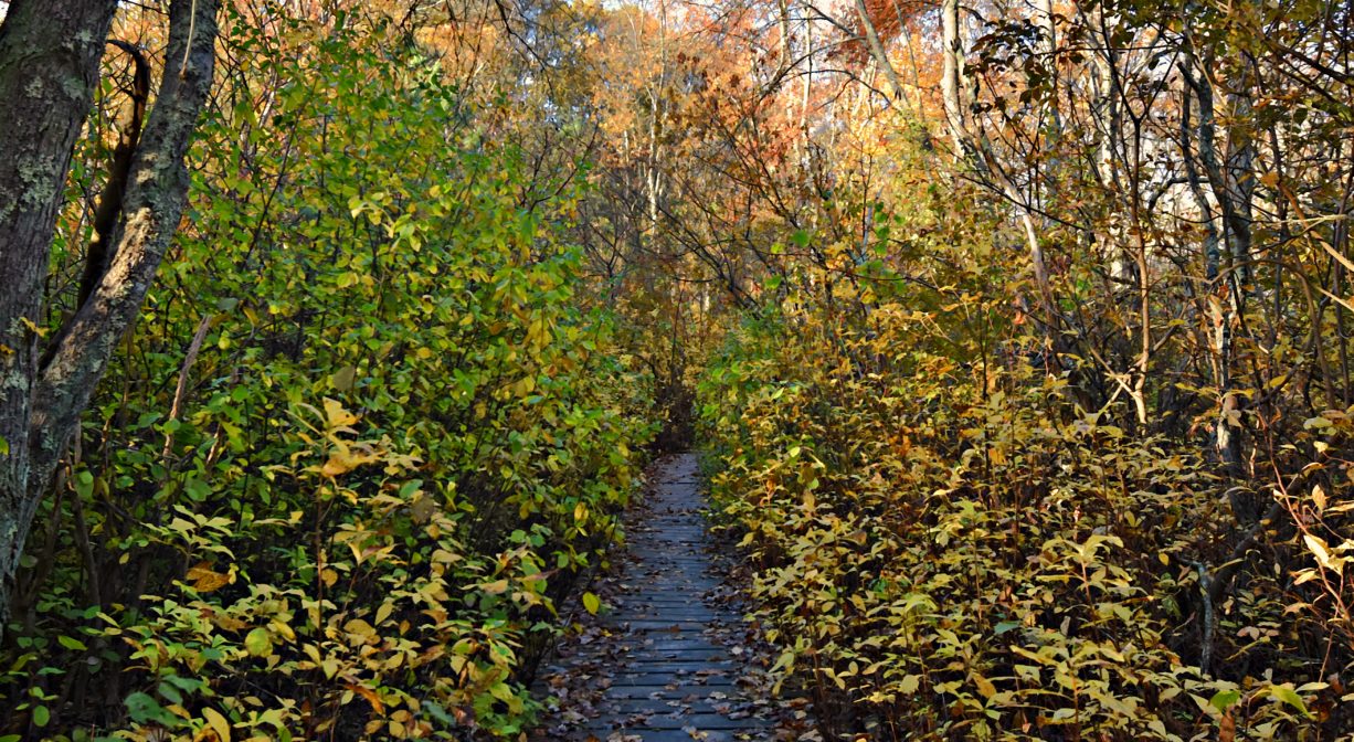 A photograph of a boardwalk through a forested wetland.