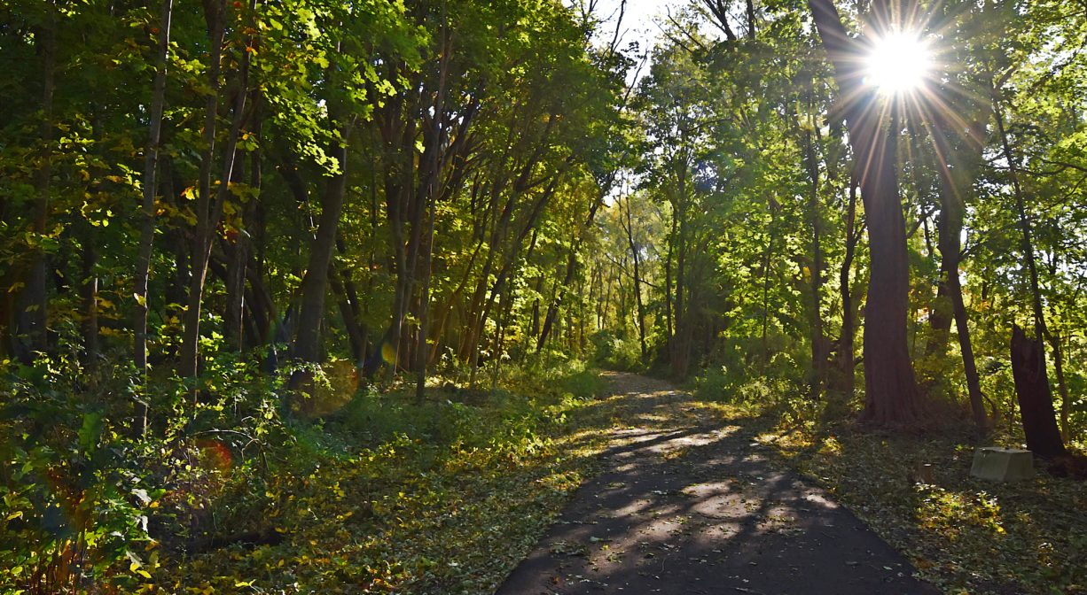 Photograph of paved trail through woodland with sun in background.