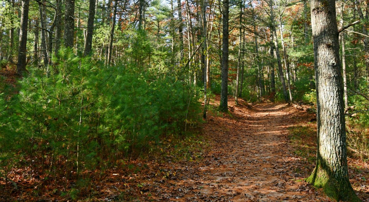 A photograph of a forest trail.