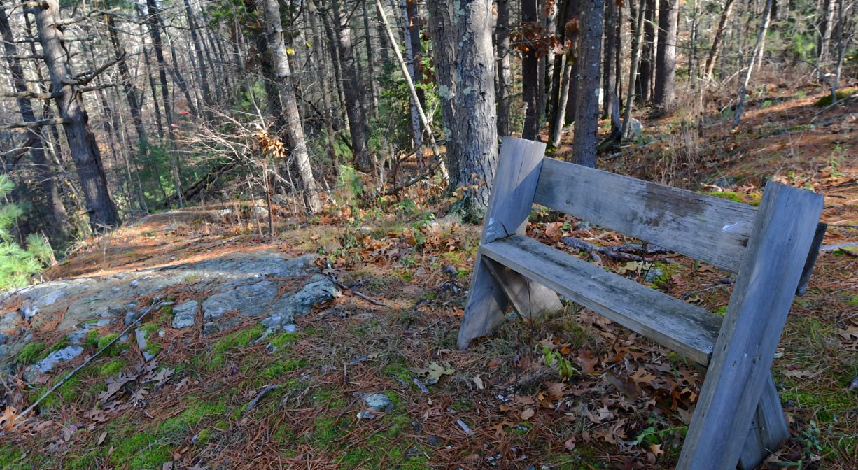 A photograph of a simple wooden bench in a forest setting.