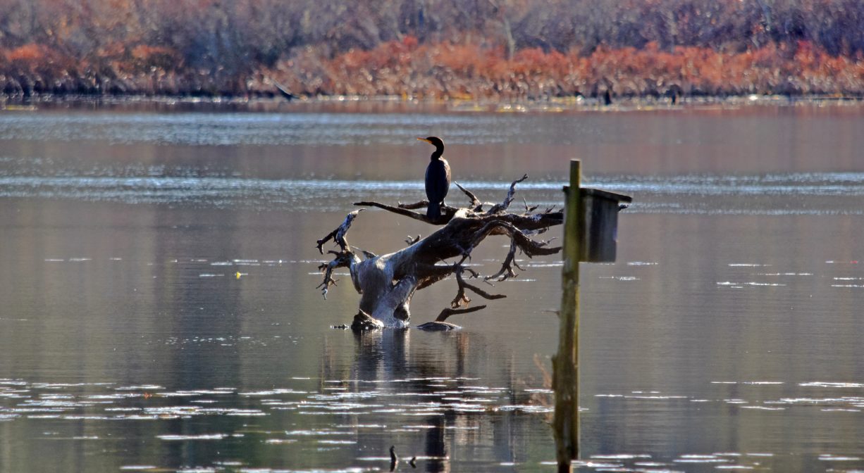 A photograph of birds perched atop a semi-submerged tree in a pond.