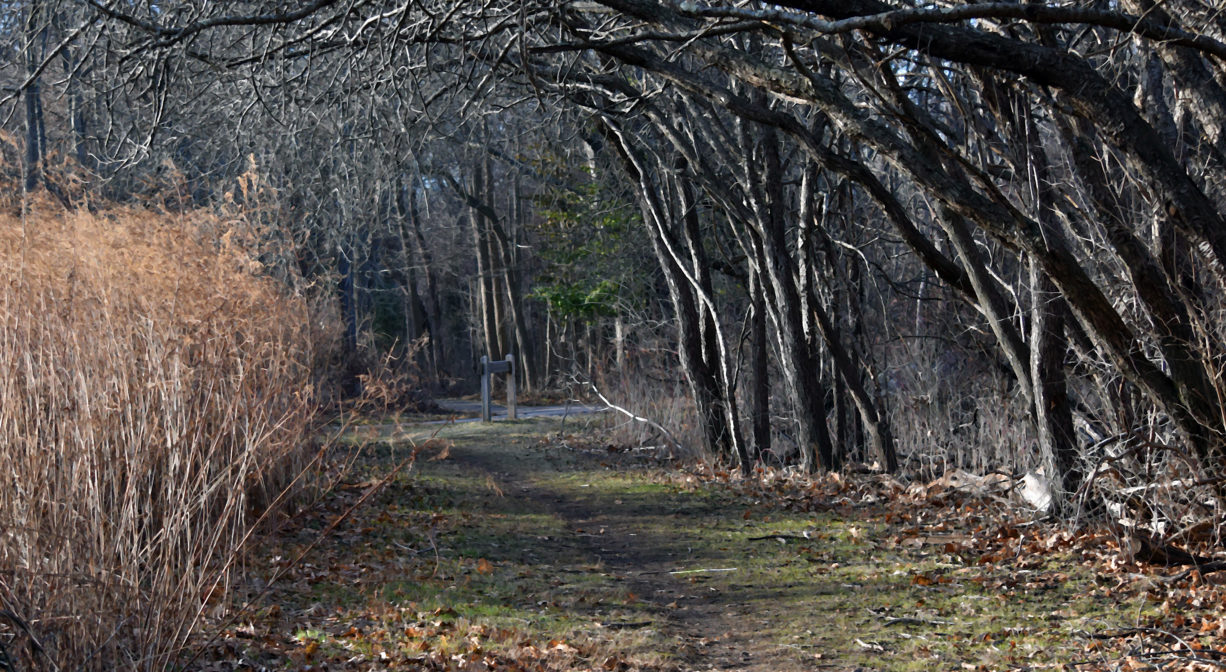 A photograph of a grassy trail with trees arching over it.