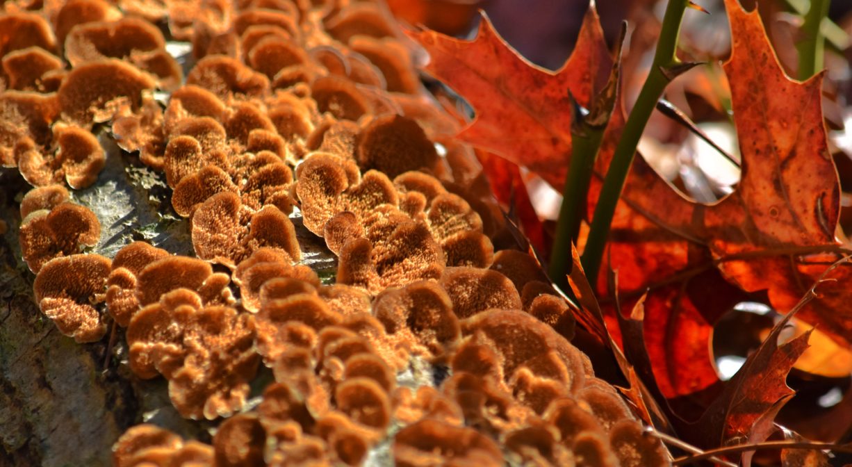 A photograph of orange lichen or fungus on a tree.