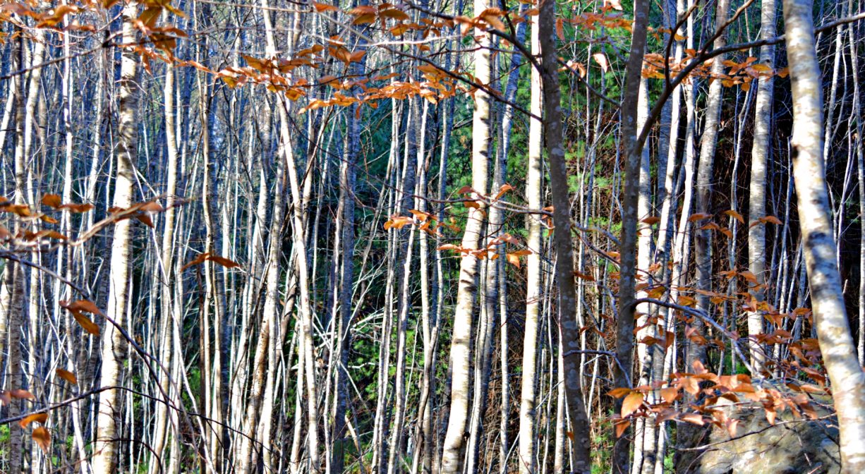 A photograph of a thick row of white birch trees with some fall foliage.