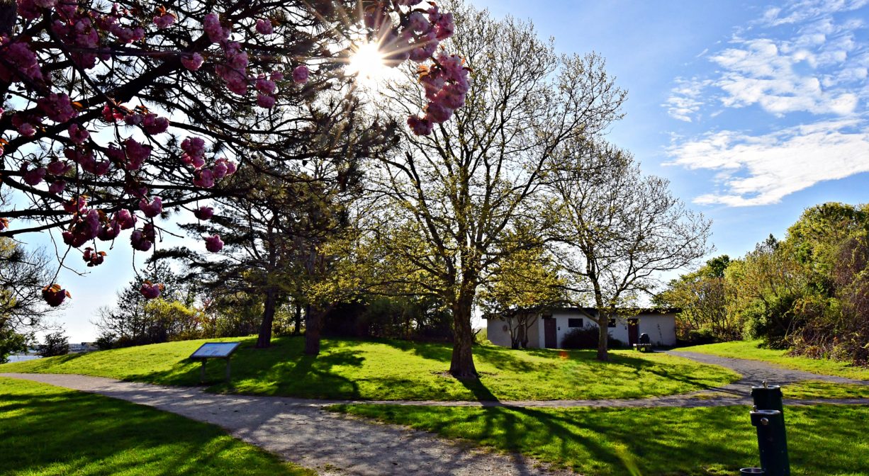 A photograph of a trail within a grassy park with ornamental trees.