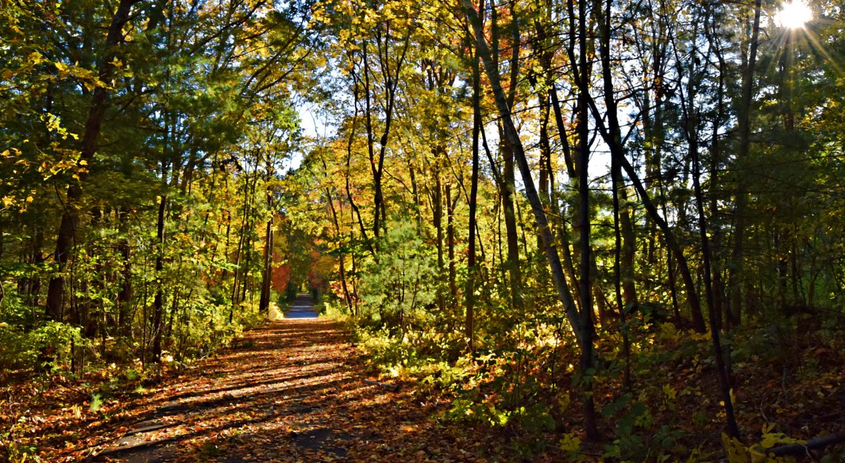 Photograph of paved trail covered with autumn leaves.