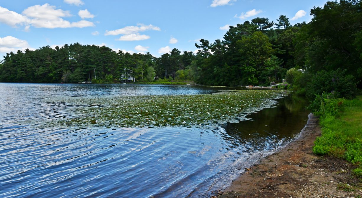 A photograph of a pond with some vegetative growth on it, plus trees in the background.