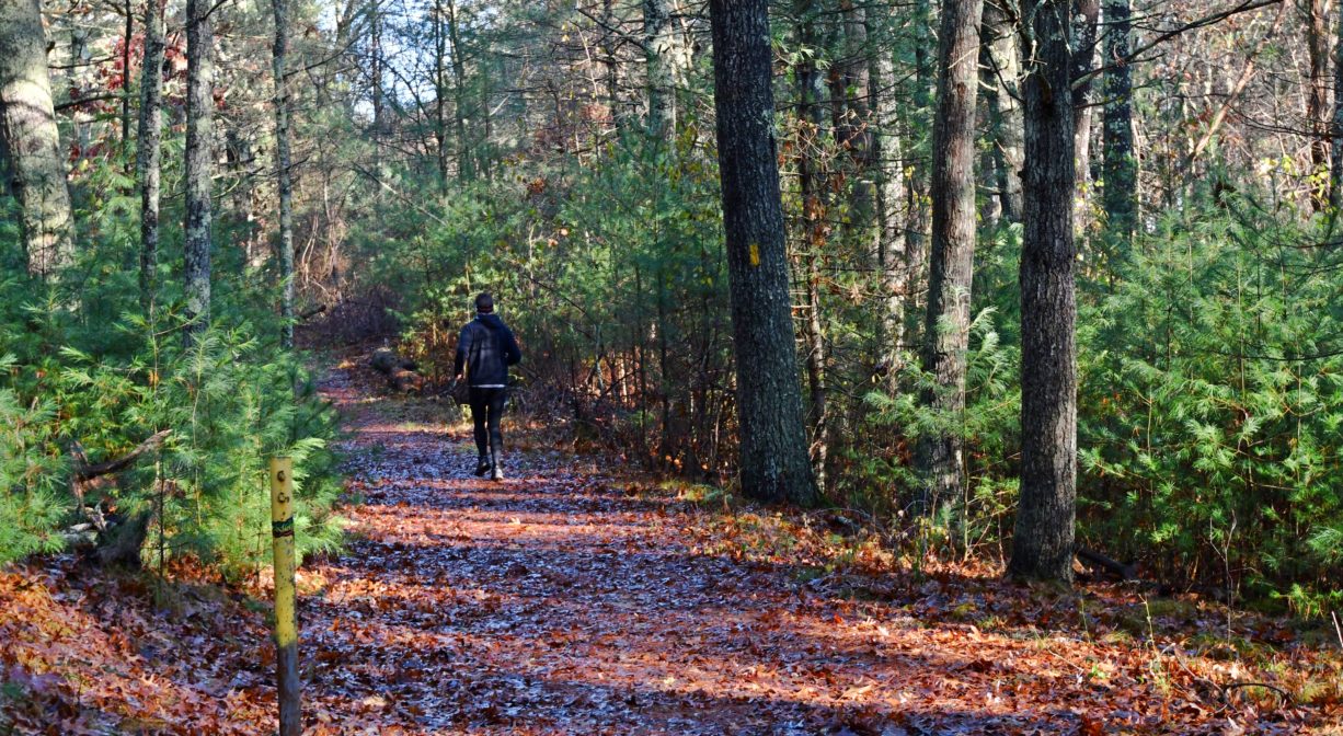 A photograph of a forest trail with a solitary walker.