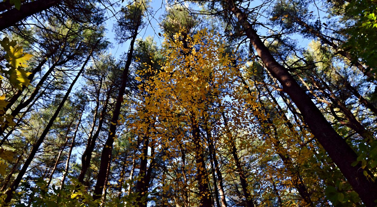 A photograph of a forest of tall pine trees.