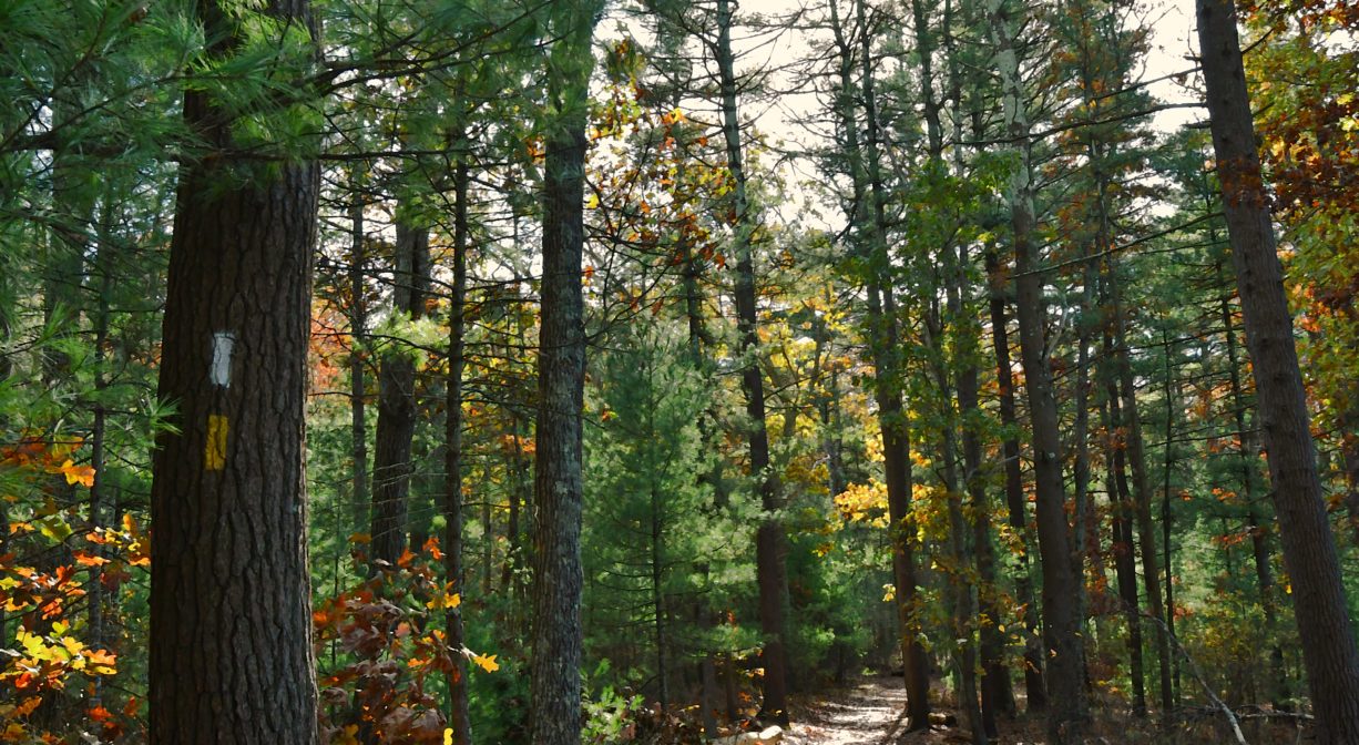 A photograph of a trail through a pine forest.