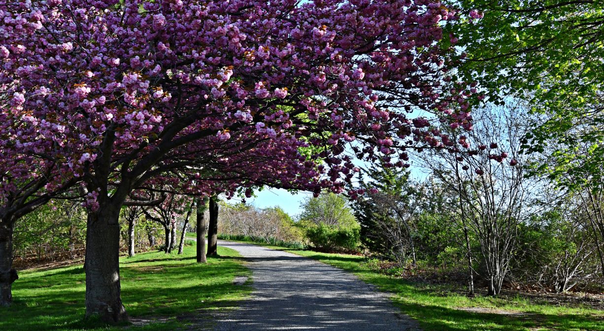 A photograph of a trail through a grassy park with flowering trees.