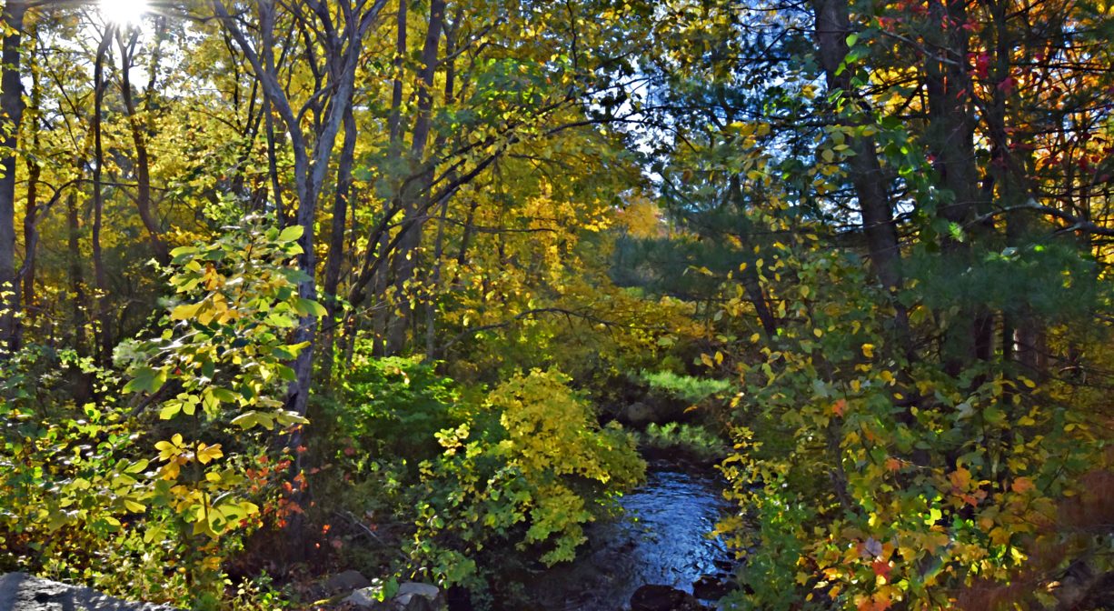 Photograph of stream flowing through a forest with autumn leaves.